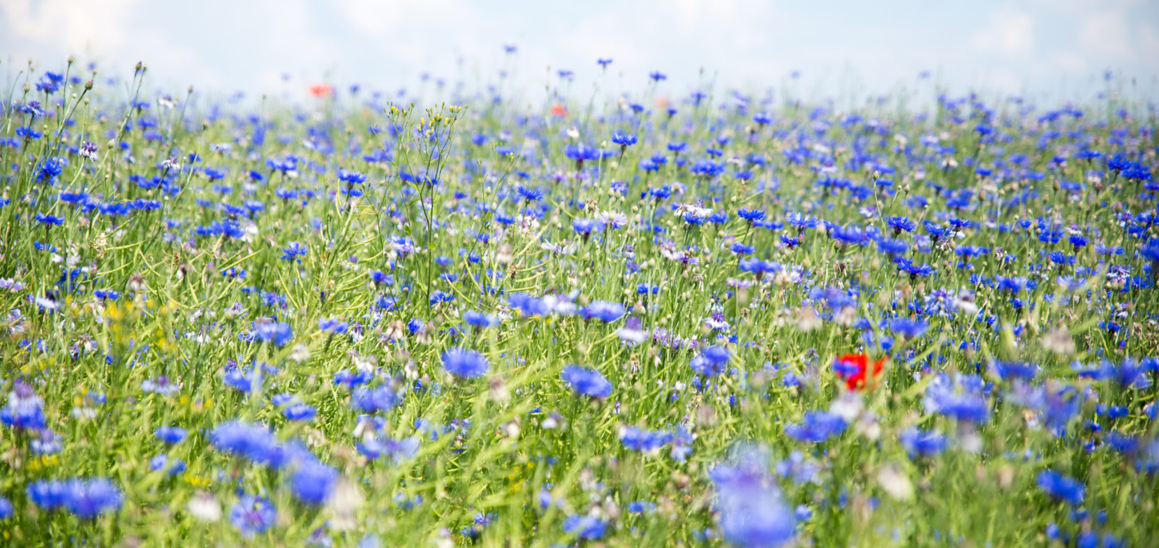 Sommerzeit